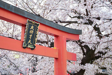 Shitennoji Temple with Sakura in Osaka, Japan