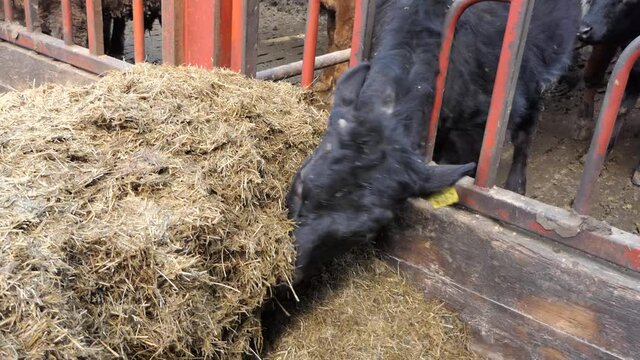 Cattle eating silage grass through a gate in a shed at a farm 
