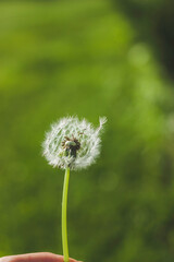 Blowball Dandelion in the Wind