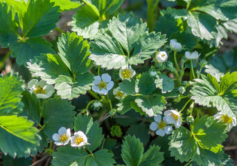 White blossoming strawberry flowers and green leaves