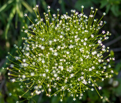 Tiny white meadow flowers close-up