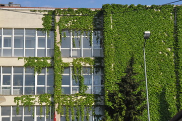 building covered with plants