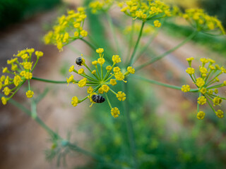 Dill (Anethum graveolens) is an annual herb in the celery family Apiaceae