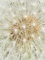 Obraz na płótnie Canvas dandelion seed head