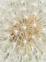 Fototapete dandelion seed head © N