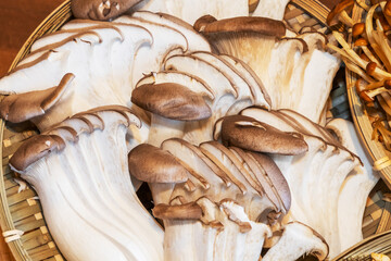 きのこ　Japanese delicious natural edible mushrooms