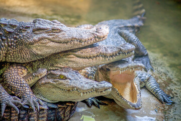Four crocodiles get together in a crocodile farm in Pattaya, Thailand