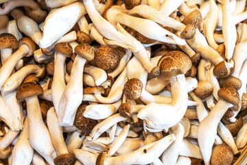 きのこ　Japanese delicious natural edible mushrooms