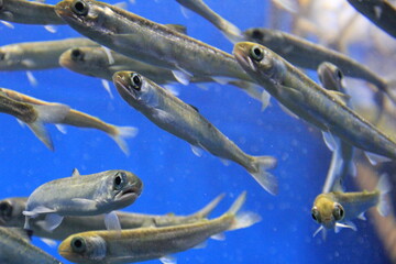 たくさんのシロザケの稚魚