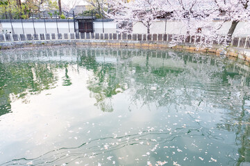 Fototapeta na wymiar Shitennoji Temple with Sakura in Osaka, Japan