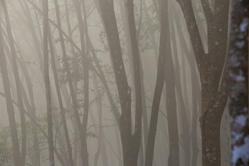 trees in the fog  on hill