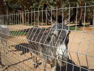a black donkey behind the fence