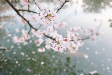 Obraz premium Shitennoji Temple with Sakura in Osaka, Japan