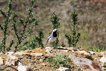 Image of a white wagtail bird Motacilla alba on a background of nature. Birds. Animal Selective focus photo. Early in the morning, the bird walks along the riverbank in search of food