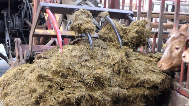 Cattle eating silage grass through a gate in a shed at a farm 