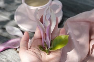 Female hand holds magnolia flower