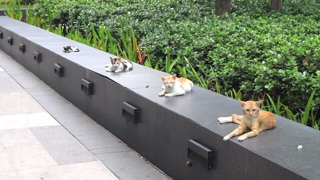 Group of black, white, orange stray cats resting with physical social distance