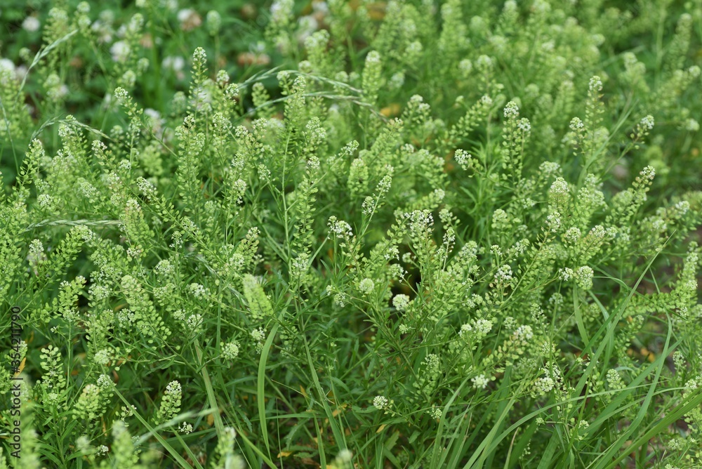 Poster Lepidium virginicum (Virginia pepperweed) / Brassicaceae weed