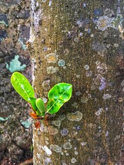 jackfruit buds ( pohon nangka ) on my backyard 