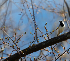 Spring background. A white wagtail bird sits on a tree branch. Nature.