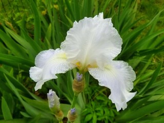 Beautiful white bearded iris flower at full bloom in the Spring