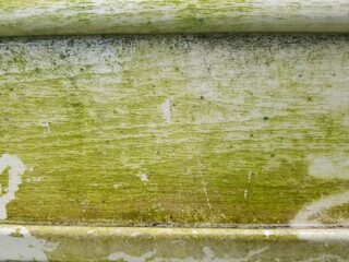 Close up of the green mold on vinyl siding developed after the rain