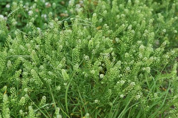 Lepidium virginicum (Virginia pepperweed) / Brassicaceae weed