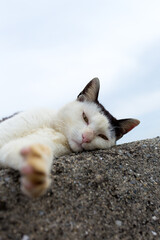 海の堤防で寝そべる白黒の猫