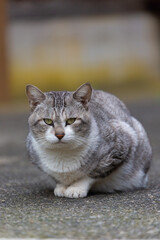 香箱座りをするグレー色の猫