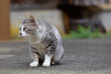 前をみつめるグレー色のネコ