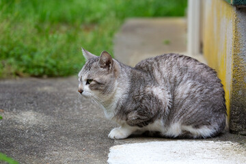 お座りするグレー色の猫