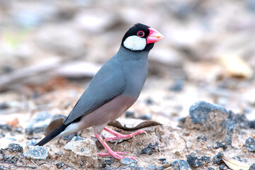 Small bird that is cute gray fur and pink mouth,  Java sparrow