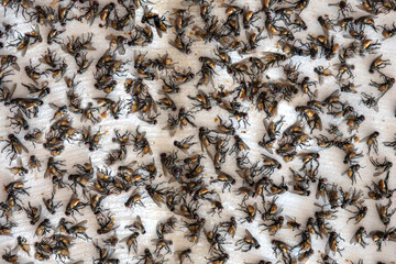 Close-up of dead flies from chemical destruction