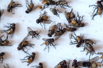 Close-up of dead flies from chemical destruction