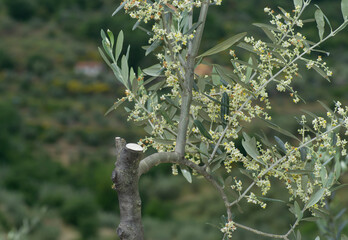 a branch of a olive tree in bloom on background of a farm and its surrounding olive grove, in Tuscany land