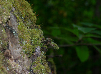 detail of bark of a chestnut tree