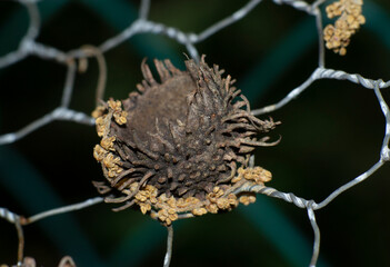 macro of an acorn shell of a wire mesh in the forest 