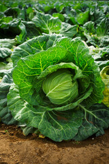 収穫期のキャベツ
