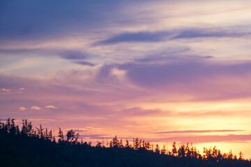 incredible pink-purple sunset over coniferous Russian forest, sky background                               