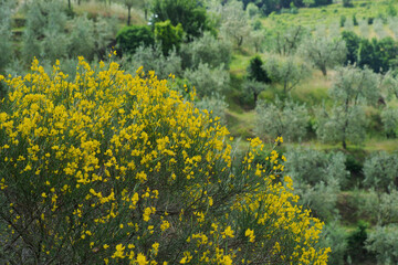 flowering broom bush on background of cultivated fields, in tuscany