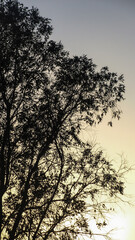 A tree with sunset background