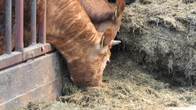 Cattle eating silage grass through a gate in a shed at a farm 
