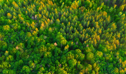 Aerial view colorful green summer forest at dawn