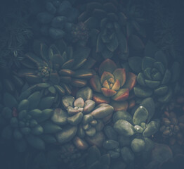 Succulent Plants in vintage style, Nature Background or Texture