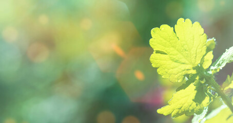 Sunny summer or spring background