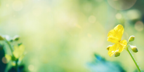 Wildflowers background close up