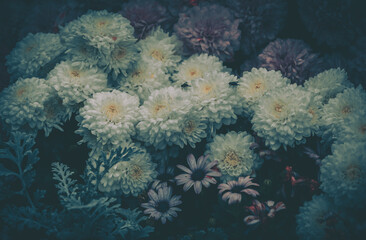 Fototapeta na wymiar Flower Field background. Vintage style