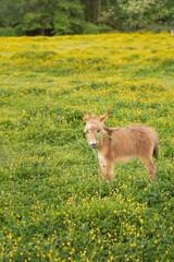 baby donkey eating in field of buttercups 