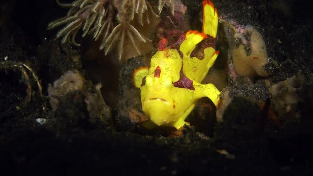 Clown Frogfish Yawning walking and taking a poo Lembeh Strait Indonesia North Sulawesi 25fps 4k