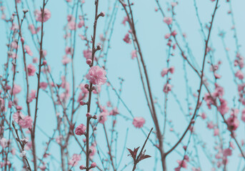 Beautiful Pink Dahlia Flower Field background.